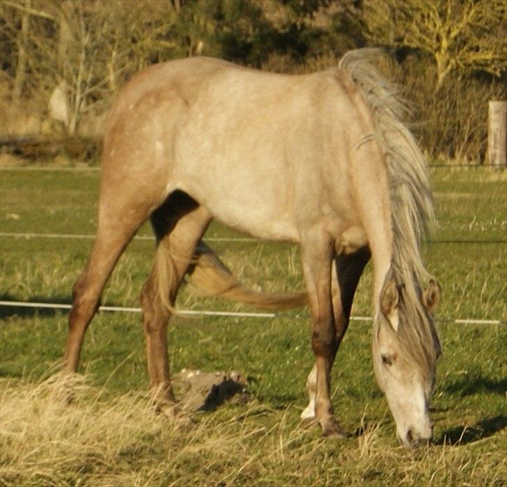 Arabisk fuldblod (OX) Faatinah El Karmdal billede 6