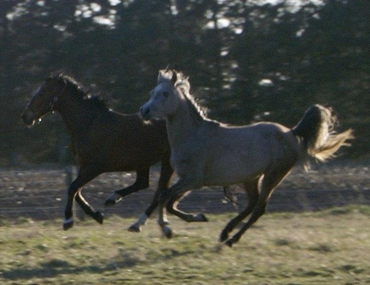 Arabisk fuldblod (OX) Faatinah El Karmdal billede 7