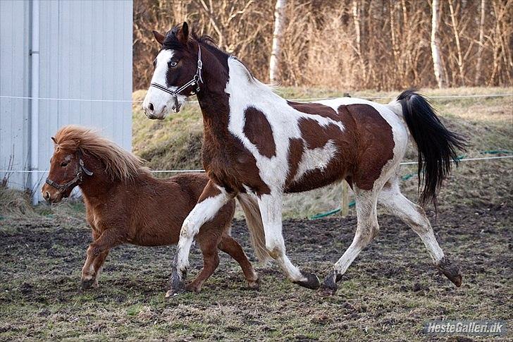 Pinto Berlian Kasar - Marts 2012 - Første dag på det nye opstaldningssted. billede 9