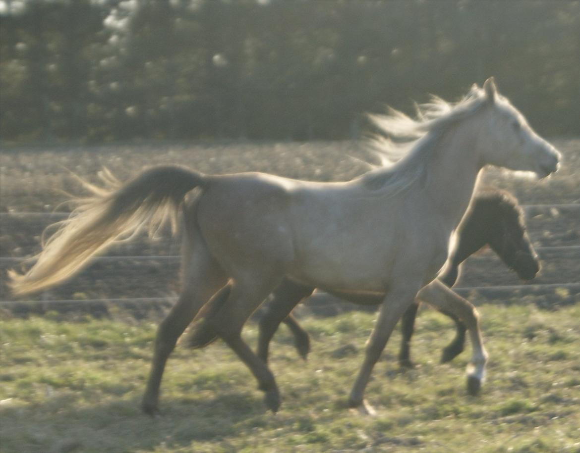 Arabisk fuldblod (OX) Faatinah El Karmdal billede 8