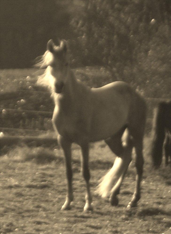 Arabisk fuldblod (OX) Faatinah El Karmdal billede 9