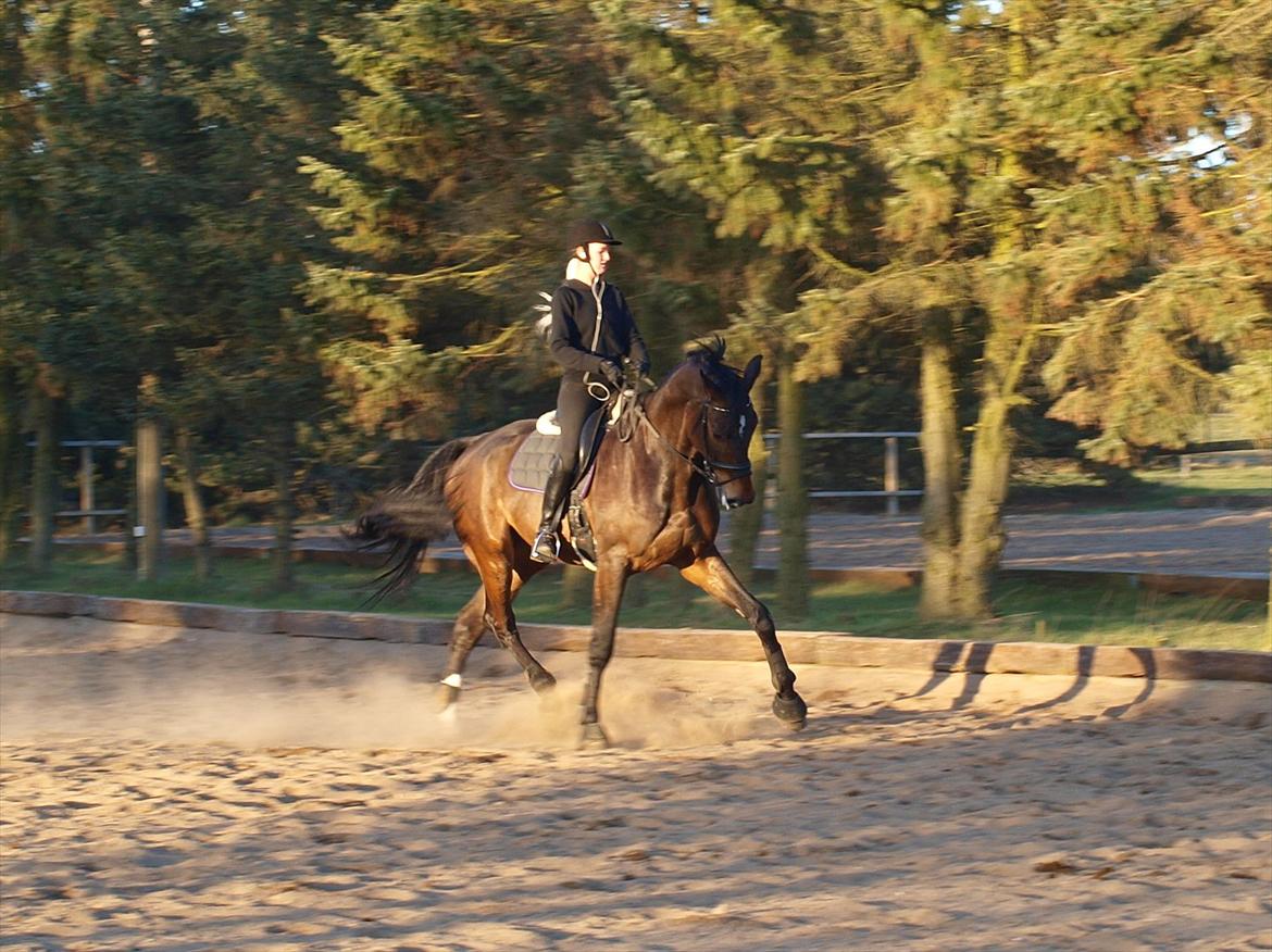 Holstener Dumbledore - Schenkelvigning i trav, træning d. 31-03-2012 billede 10