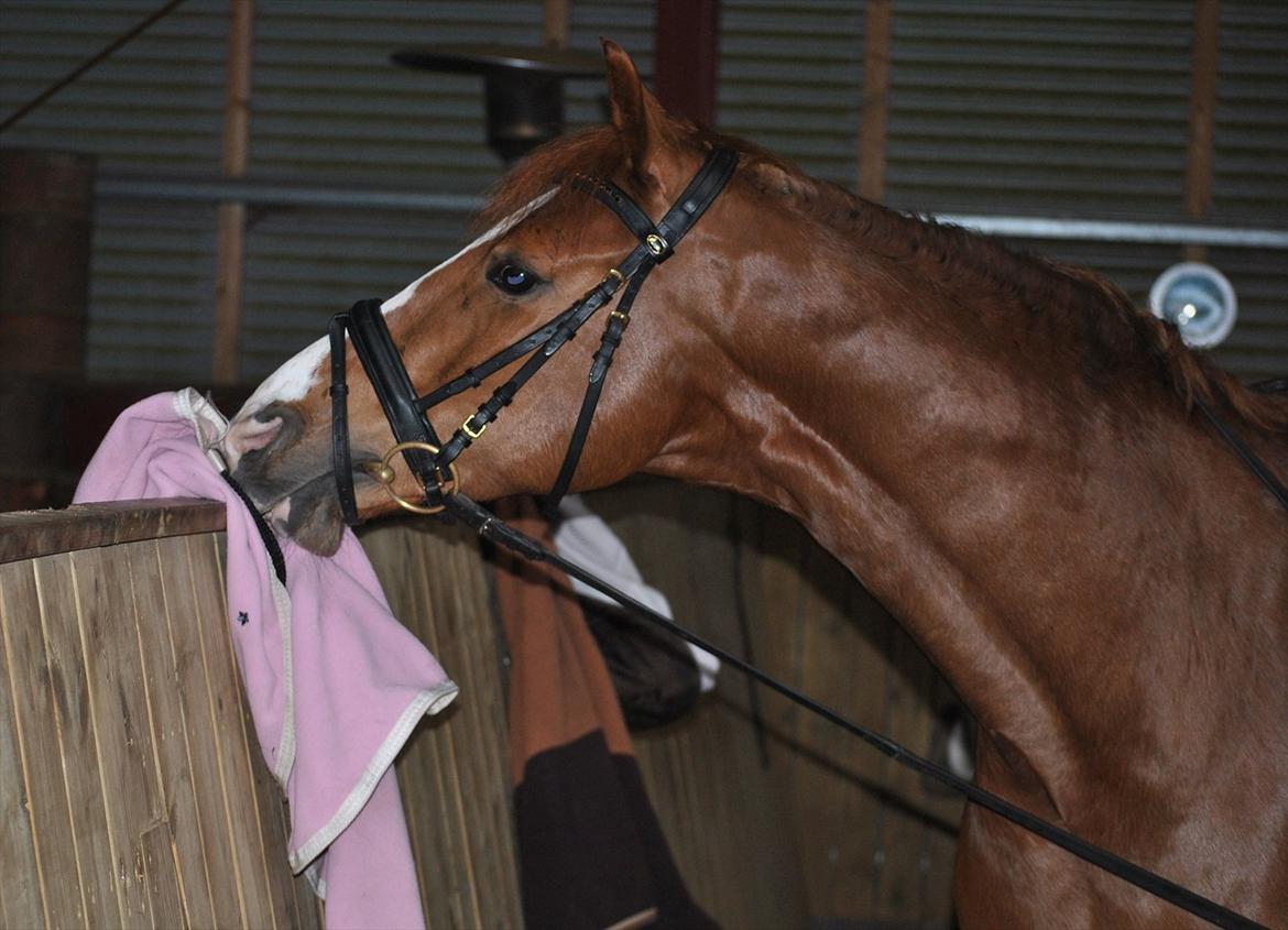 Dansk Varmblod Samwise gamgee - 18. Marts 2012 Foto: Katrine Steentoft Steen, Bedsteveninden! billede 15