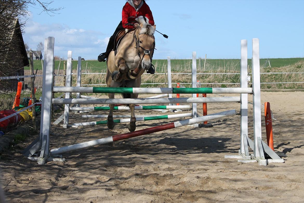 Fjordhest Emir Stanstorp (SOLGT) - Min ektrem seje pony og jeg, springer lige 120.cm!!!!:D D.31-03-2012!!:) Foto: Pernilla Therkildsen billede 9