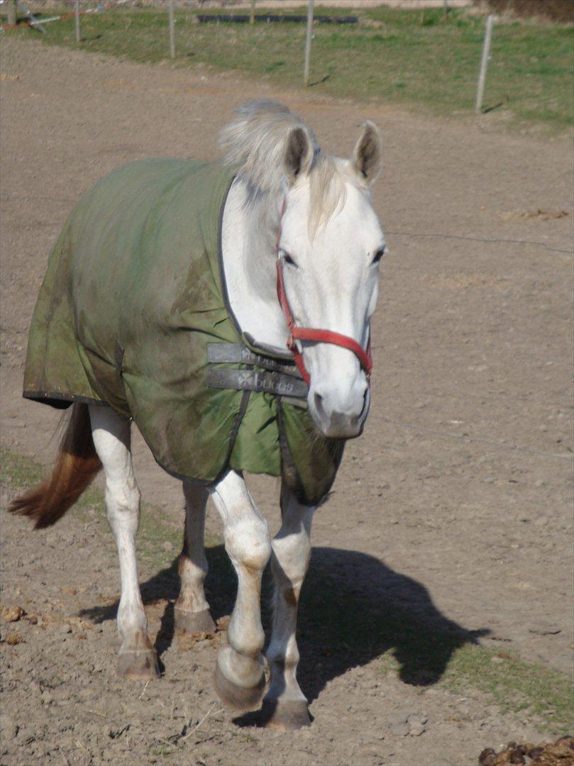 Lipizzaner Dalsø´s kiri billede 14