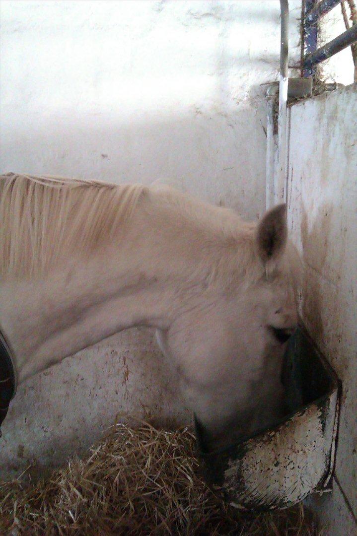 Anden særlig race olivia dressur prinssesen tidligere hest  billede 8