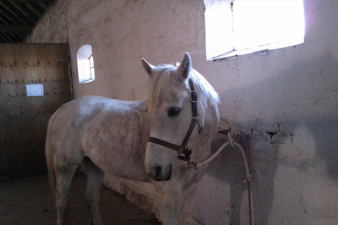 Anden særlig race olivia dressur prinssesen tidligere hest  - kan i også se det billede 9