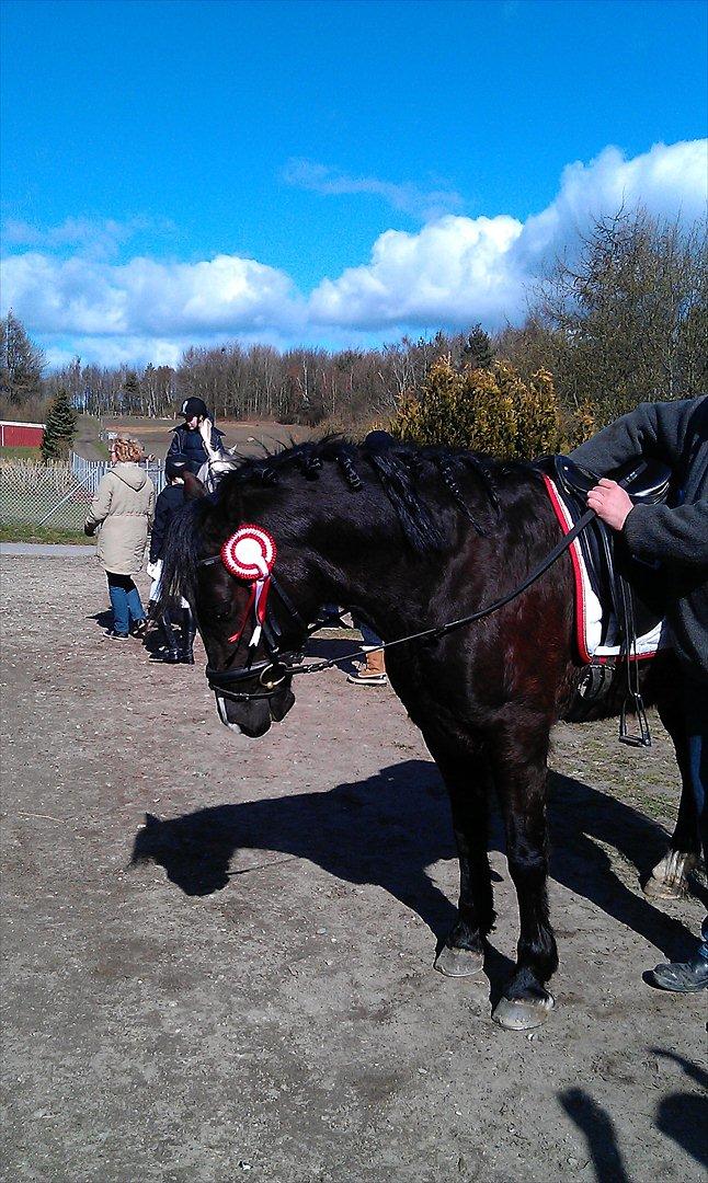 Welsh Cob (sec D) Låddenshøj Armarni  (solgt) - Vores første dressur stævne i Nyborg. En lc 3 til 65%.  billede 14