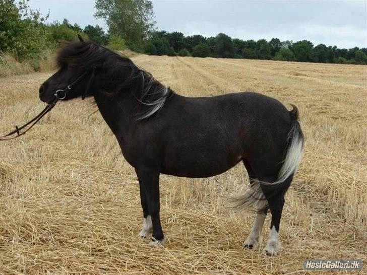 Anden særlig race Darling - himmelhest - Velkommen til Darling. billede 1