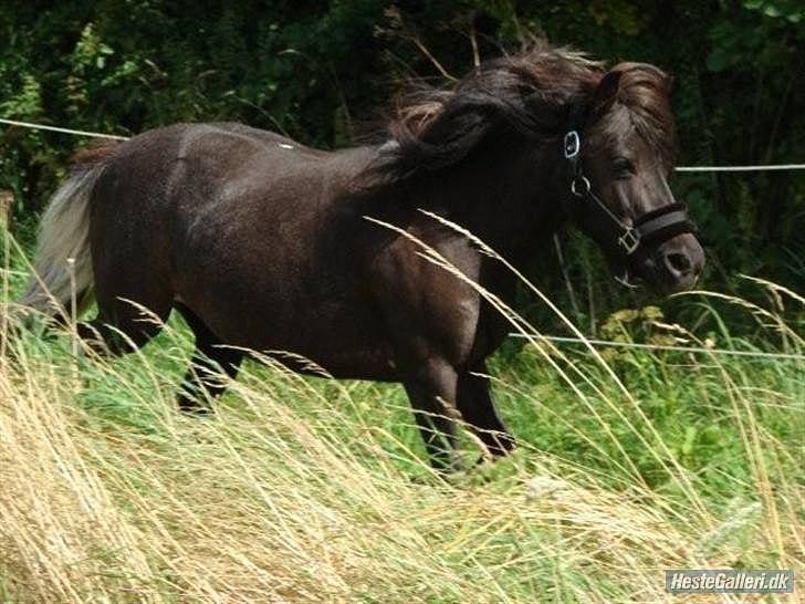 Anden særlig race Darling - himmelhest billede 2