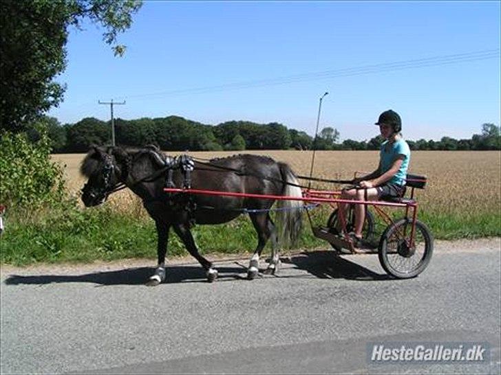 Anden særlig race Darling - himmelhest billede 3