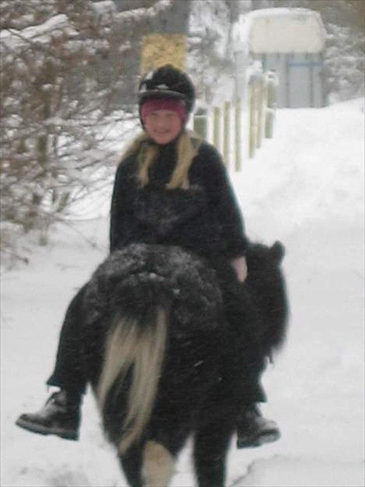 Anden særlig race Darling - himmelhest billede 4