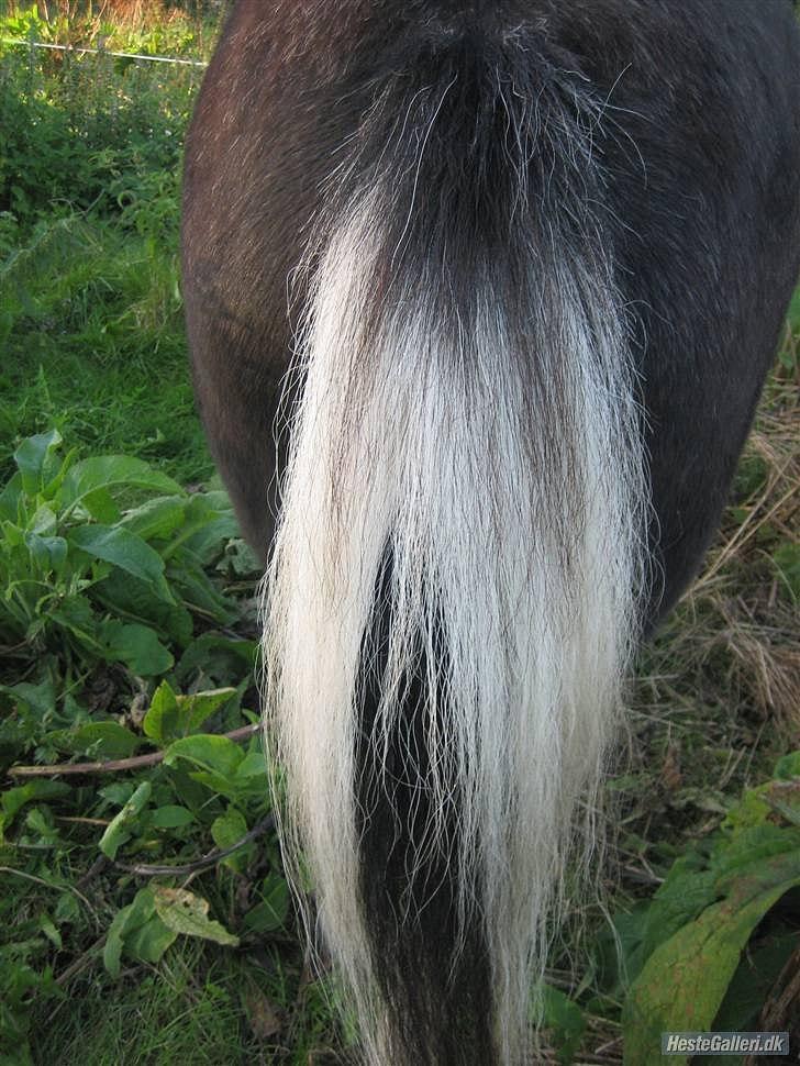 Anden særlig race Darling - himmelhest - Jeg kunne ikke lade være med lige at smide et billede ind af Darlings smukke hale ;-) billede 5