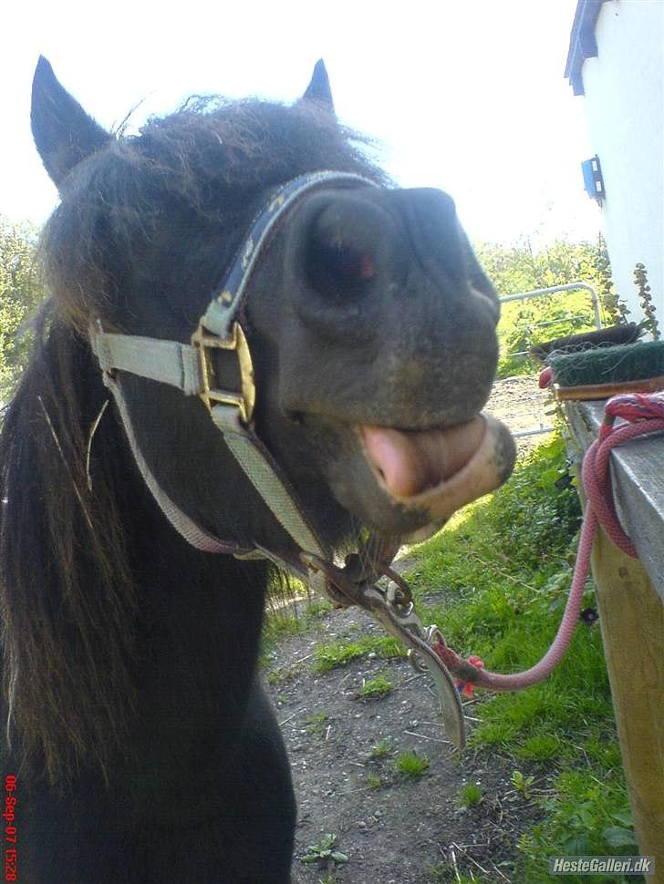 Anden særlig race Darling - himmelhest billede 6