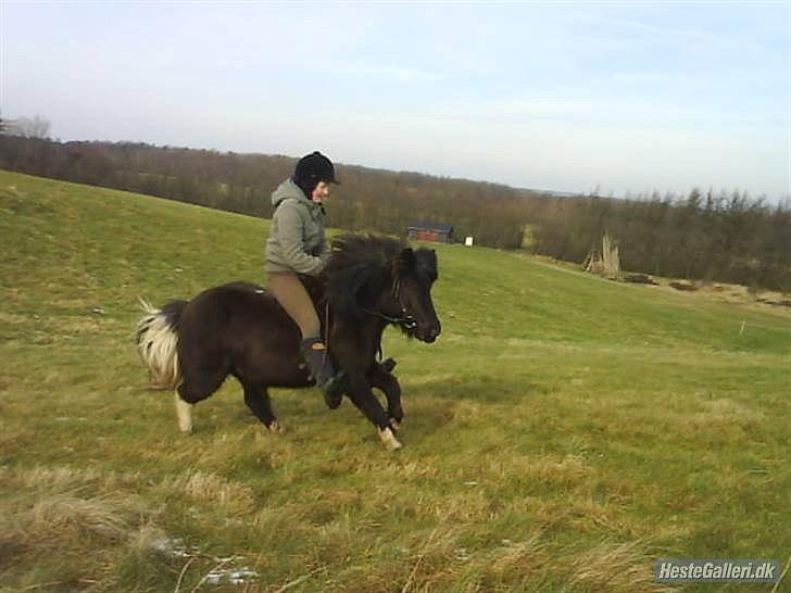 Anden særlig race Darling - himmelhest billede 7