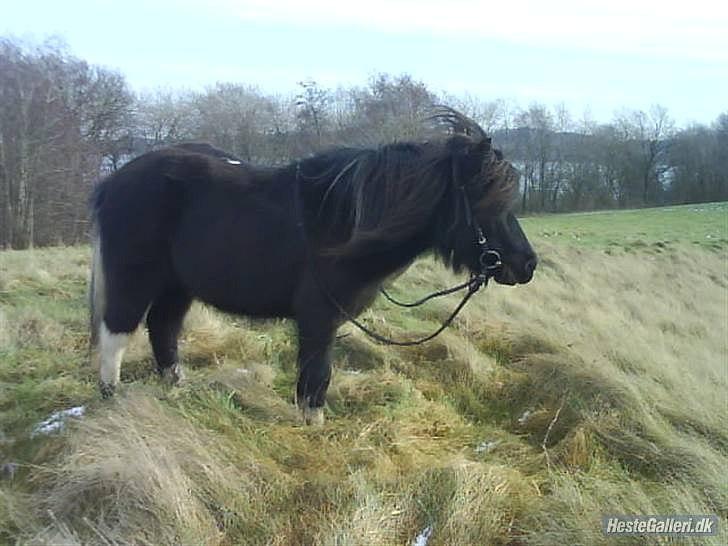 Anden særlig race Darling - himmelhest billede 8