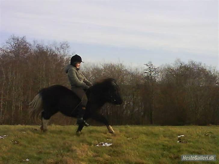 Anden særlig race Darling - himmelhest billede 9
