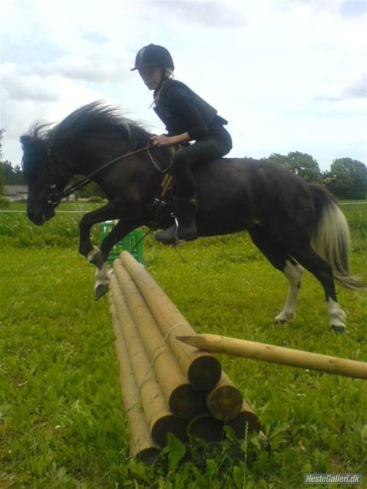 Anden særlig race Darling - himmelhest billede 11