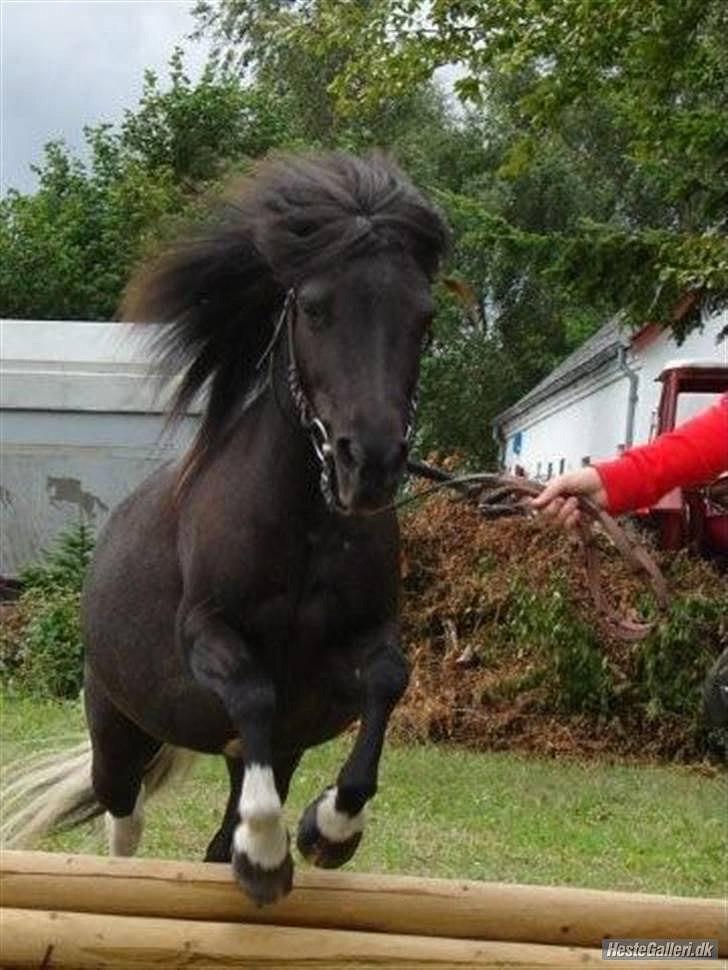 Anden særlig race Darling - himmelhest billede 13