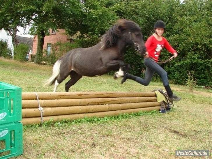 Anden særlig race Darling - himmelhest billede 14