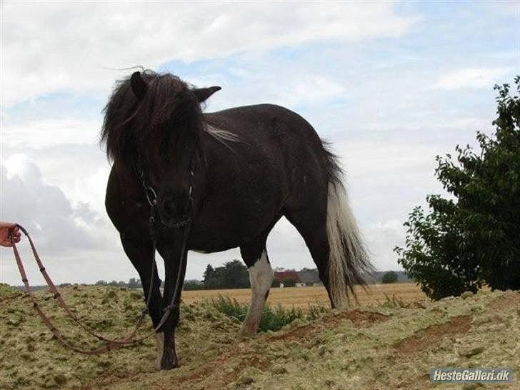 Anden særlig race Darling - himmelhest billede 15