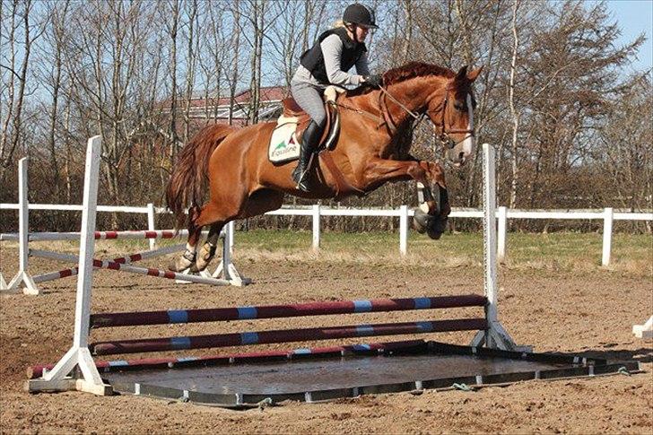 Hollandsk Varmblod Zirmatine - 31.3.2012 Første gang vi sprang vandgrav :D Hun skulle i hvert tilfælde ikke risikere våde tær! Foto: Tinne Uldahl billede 2