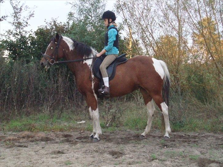 Pinto Shakira billede 2