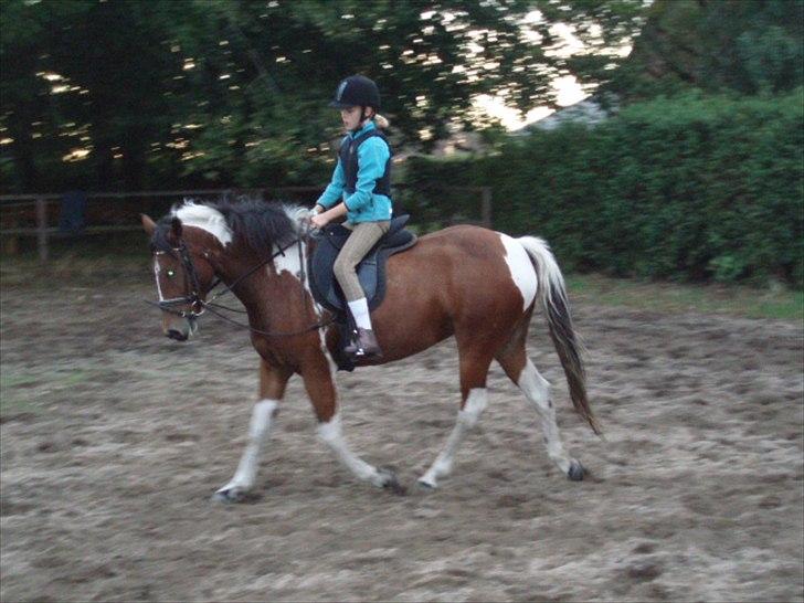 Pinto Shakira billede 3