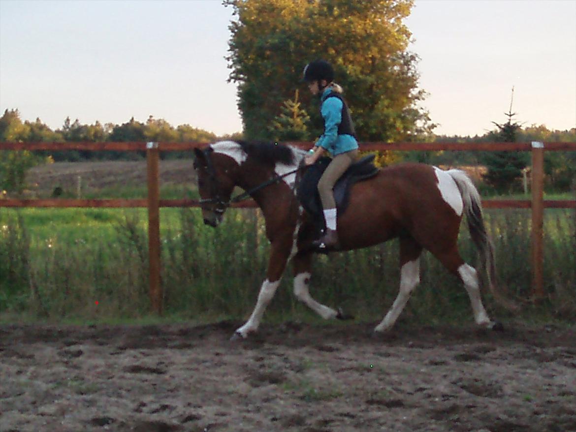 Pinto Shakira billede 4