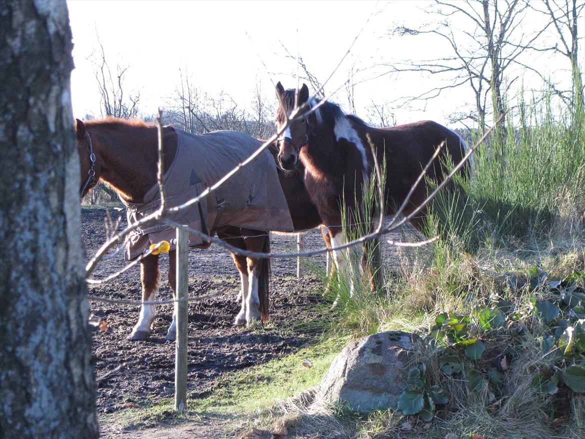 Pinto Shakira - MJ På folden med Snoepie:-) billede 1