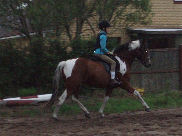 Pinto Shakira billede 5