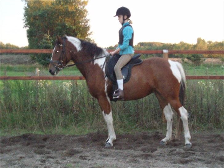 Pinto Shakira billede 6