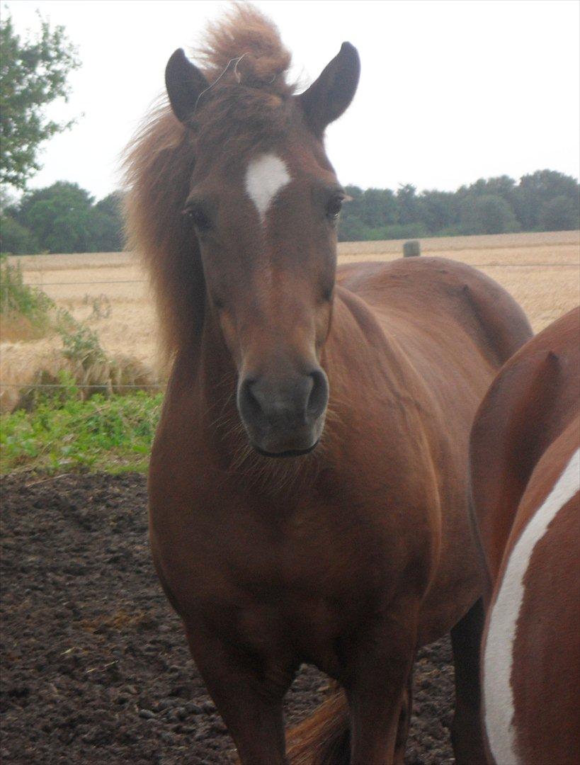 Islænder Friða fra Hellum  billede 16