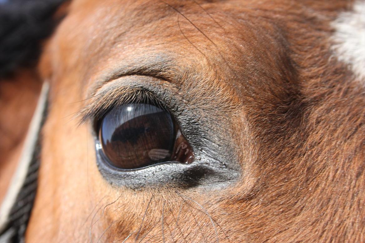 DSP Stald PR's Paula - Foto: Mig:-D billede 10