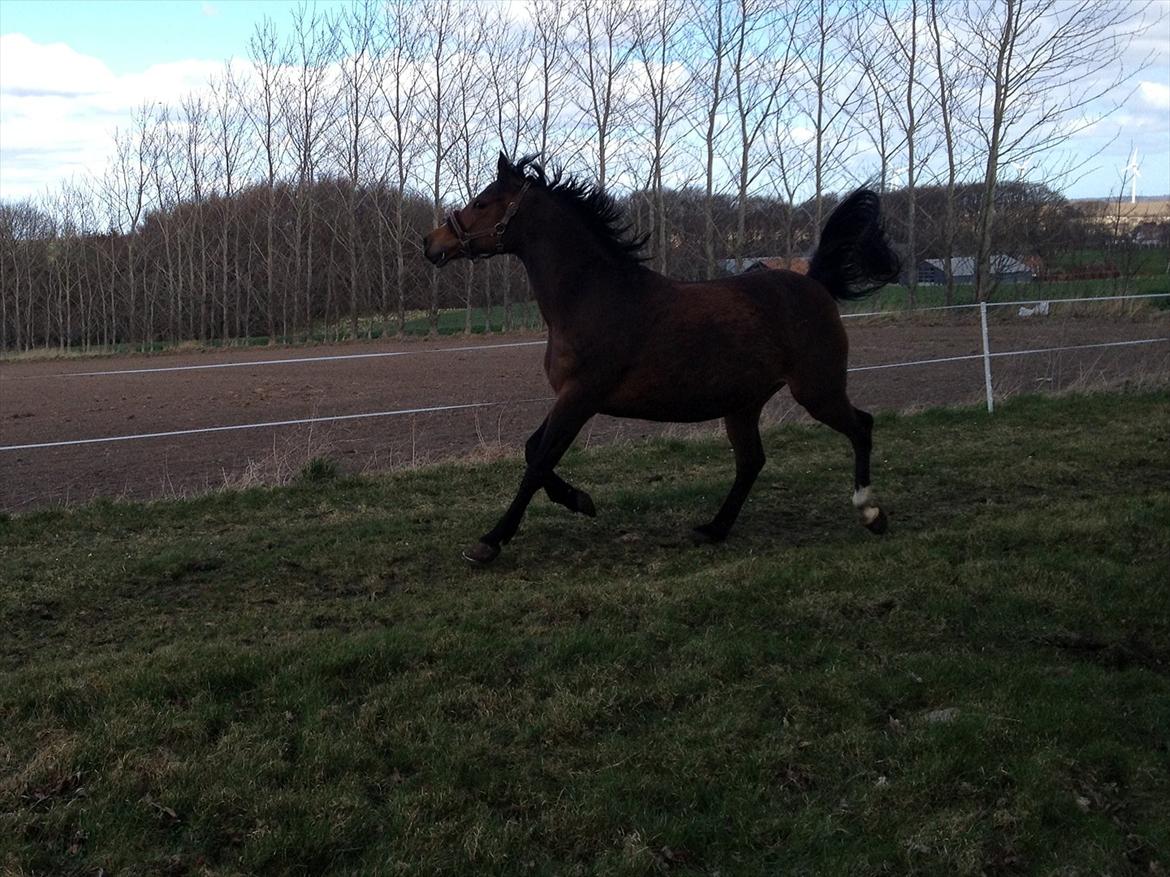Hollandsk Sportspony Lotte - 31/3/2012.. En højdrægtig lotte gir den gas:)) billede 8
