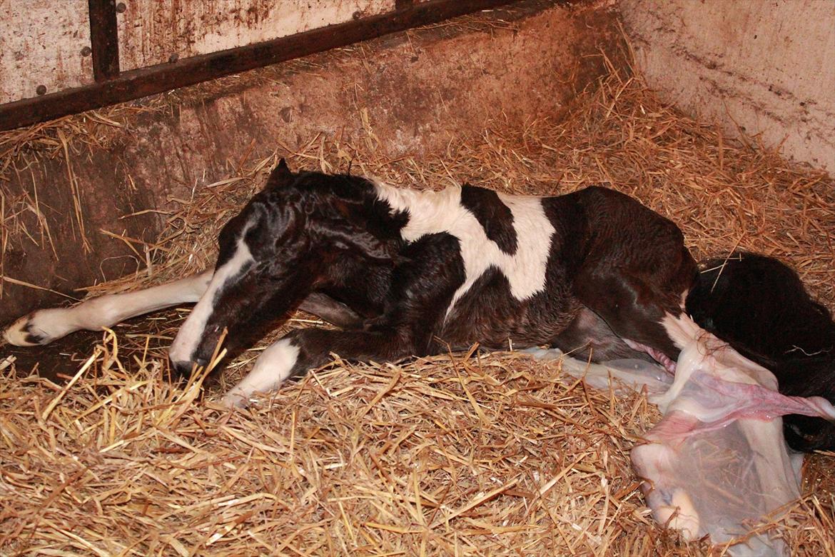 Pinto Rubins Dimarni billede 3