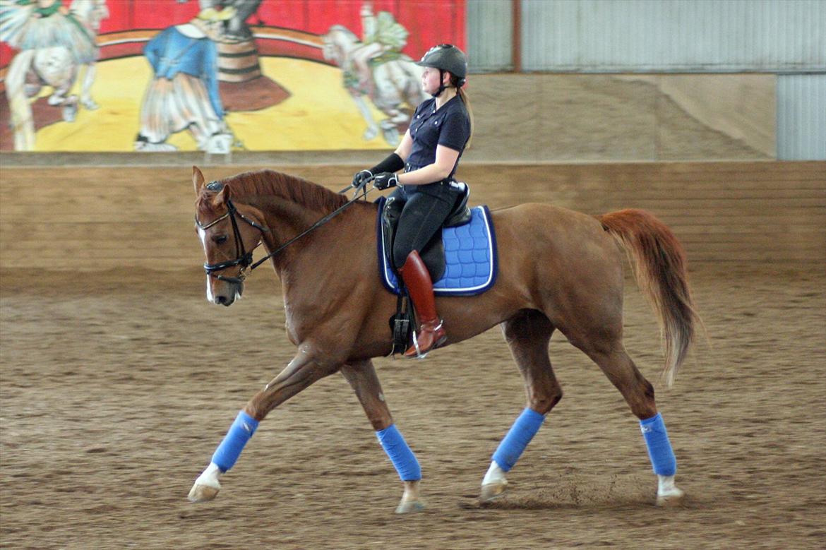 Dansk Varmblod Hecas Lazell - Marts 2012 © Mie Poulsen billede 5