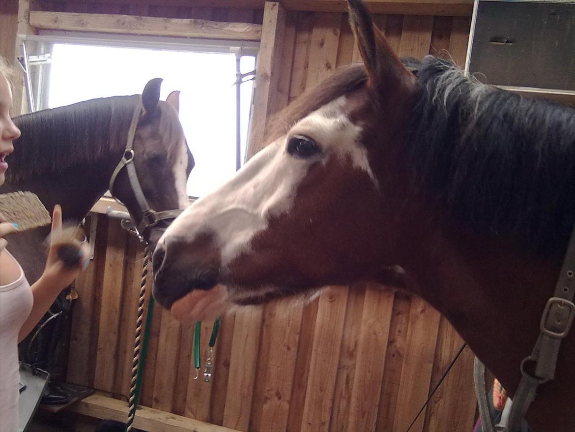 Anden særlig race Blanding - Aladdin <3 - er det mad du har der?!?!? billede 18