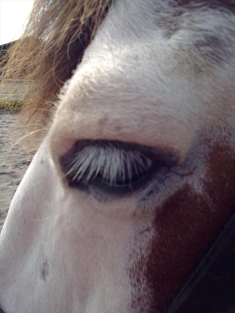 Anden særlig race Blanding - Aladdin <3 - mine smukke hvide øjenvipper :3 billede 17