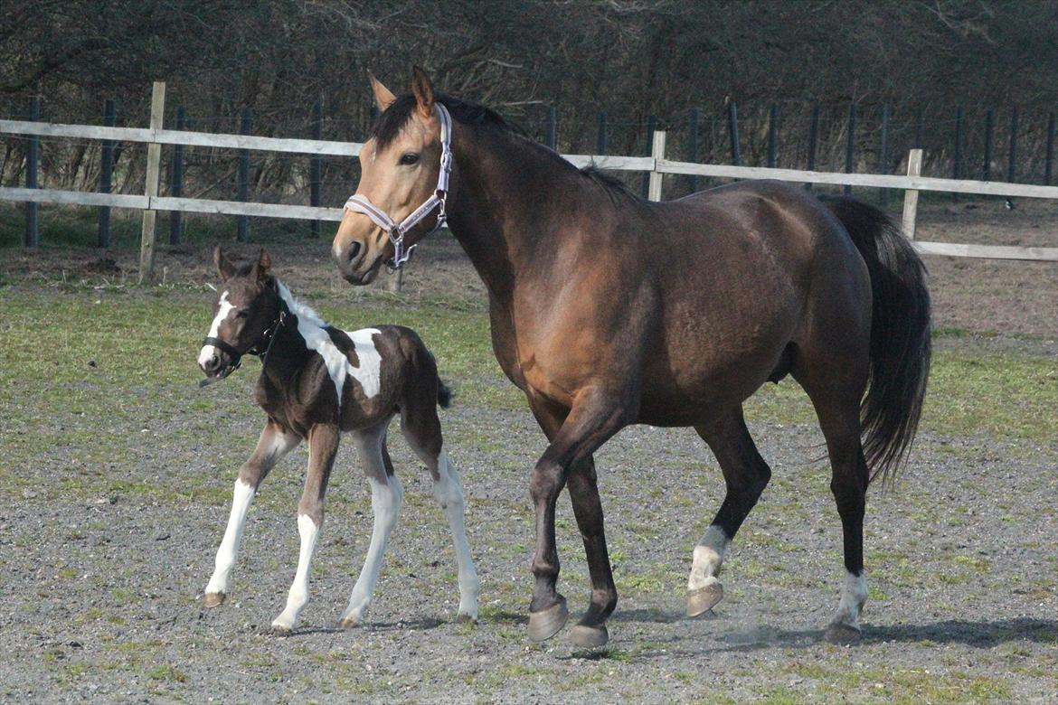 Pinto Rubins Dimarni billede 4