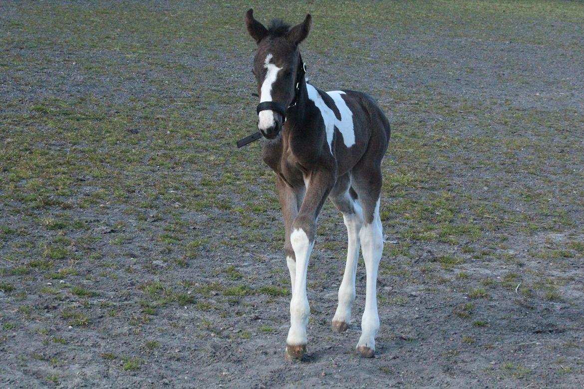Pinto Rubins Dimarni billede 5
