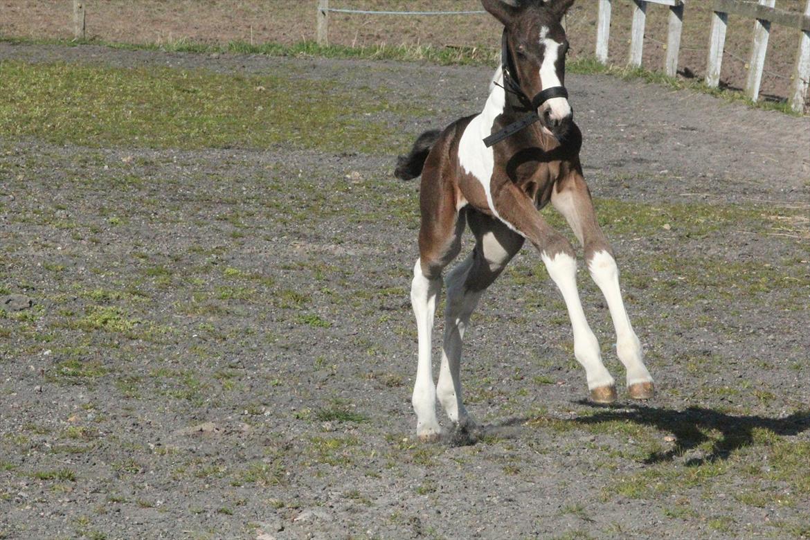 Pinto Rubins Dimarni billede 6