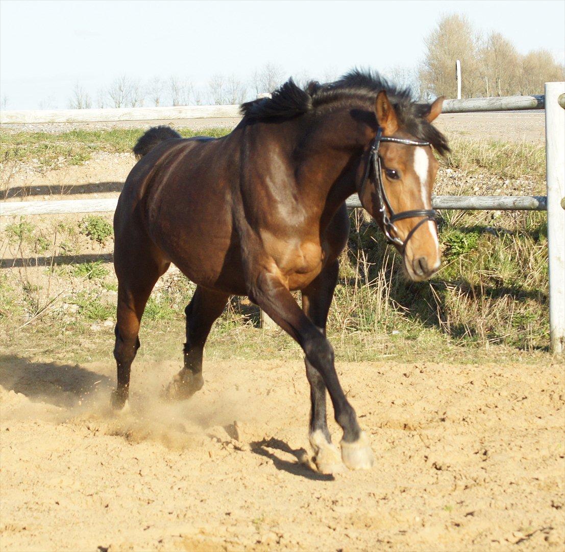 Dansk Varmblod Graversgaards Des Cheri  - Taget D. 31. Marts 2012 billede 14