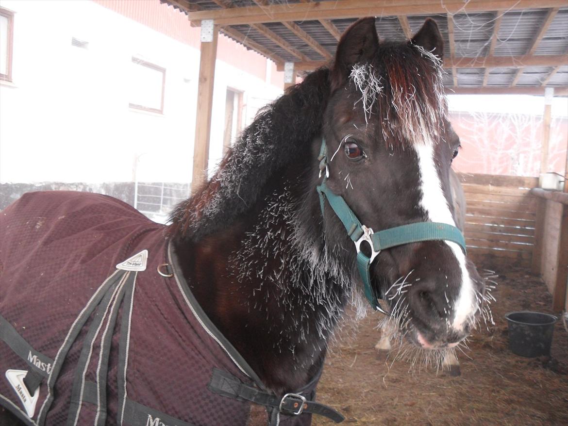 Welsh Mountain (sec A) Dorthealyst Rachel - Ja det er koldt Rachel hihi billede 9