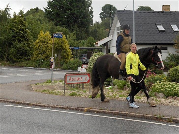 Tinker Zarmora R.i.P - På vej hjemad fra høve skov,2011 billede 13