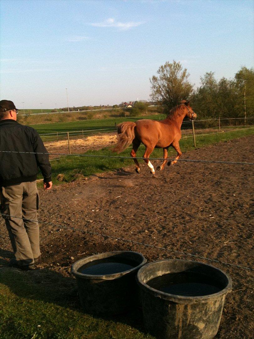 Anden særlig race Tano<3 MIT ET OG ALT<3 - på græs første gang:-D:Foto:Mor:-) billede 11