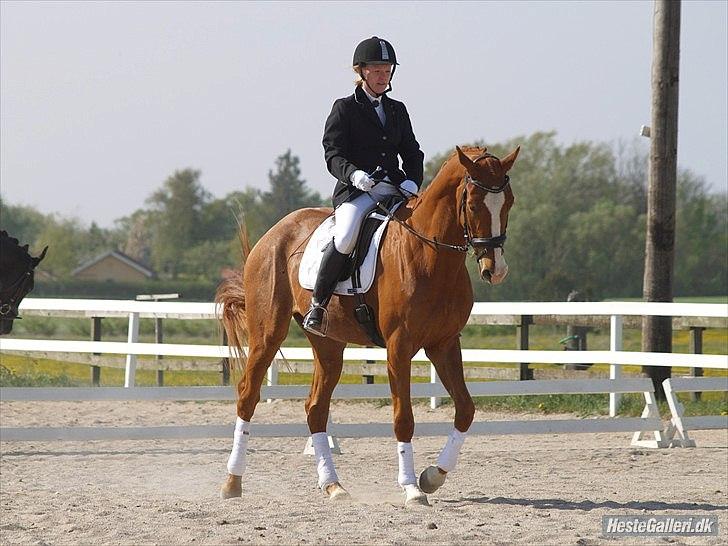 Dansk Varmblod Birkemosegaards Toronto - dressur stævne med sin ejer 2011 :) billede 17