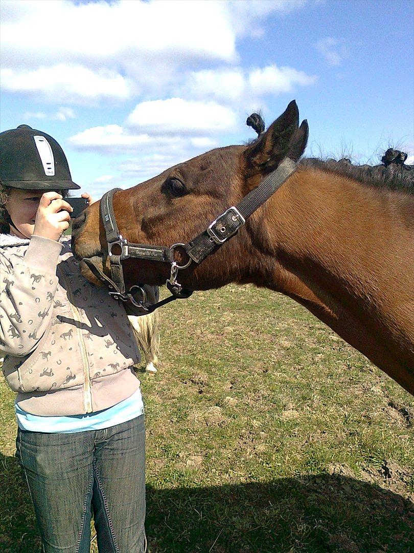 Welsh Pony (sec B) Mac Million (Stubbumgårds Tobias) Solgt og savnet< - nurh....hvor er i søde<3 billede 14