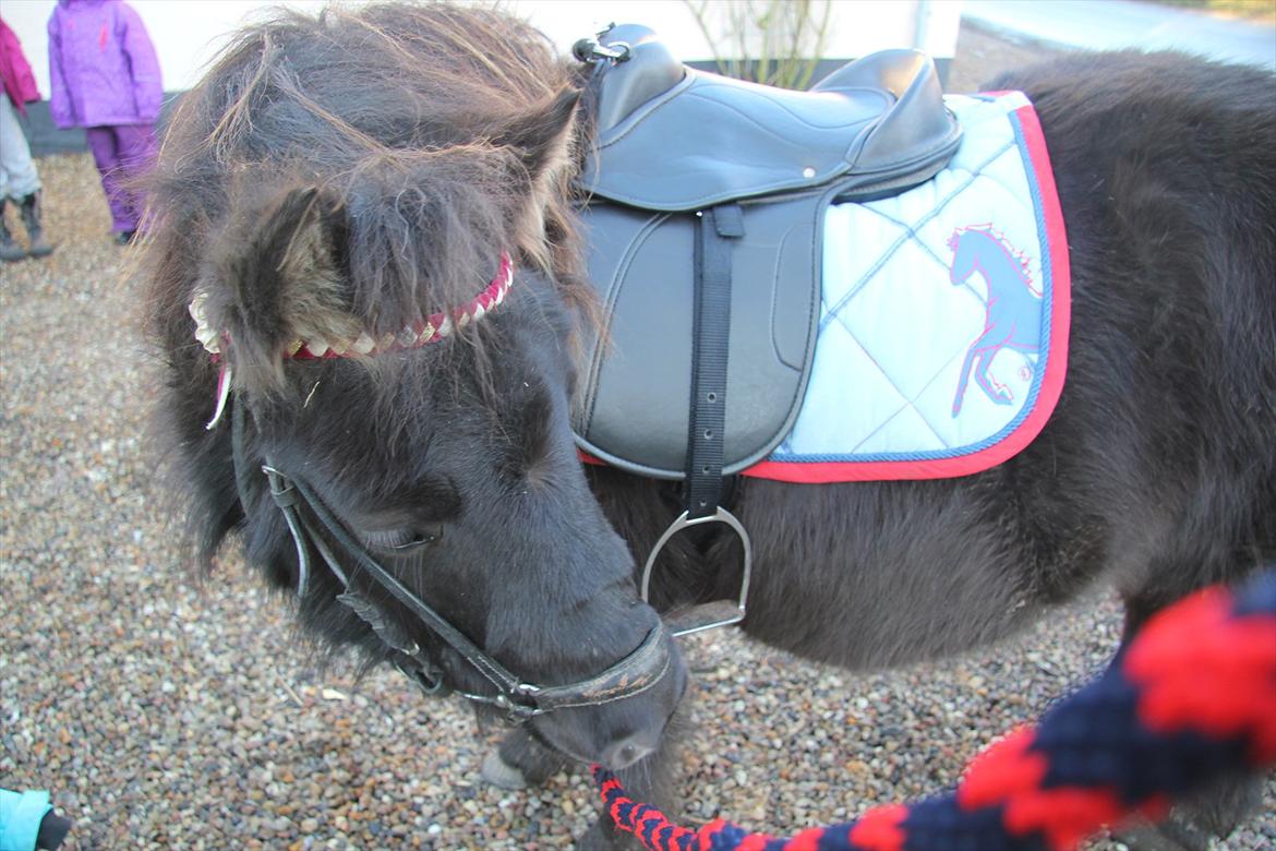 Shetlænder Anna-Bell billede 5