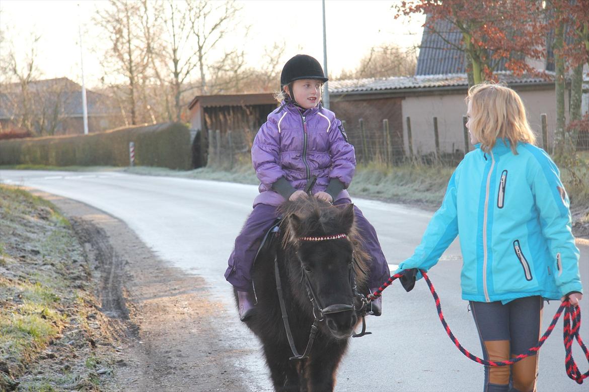 Shetlænder Anna-Bell billede 14